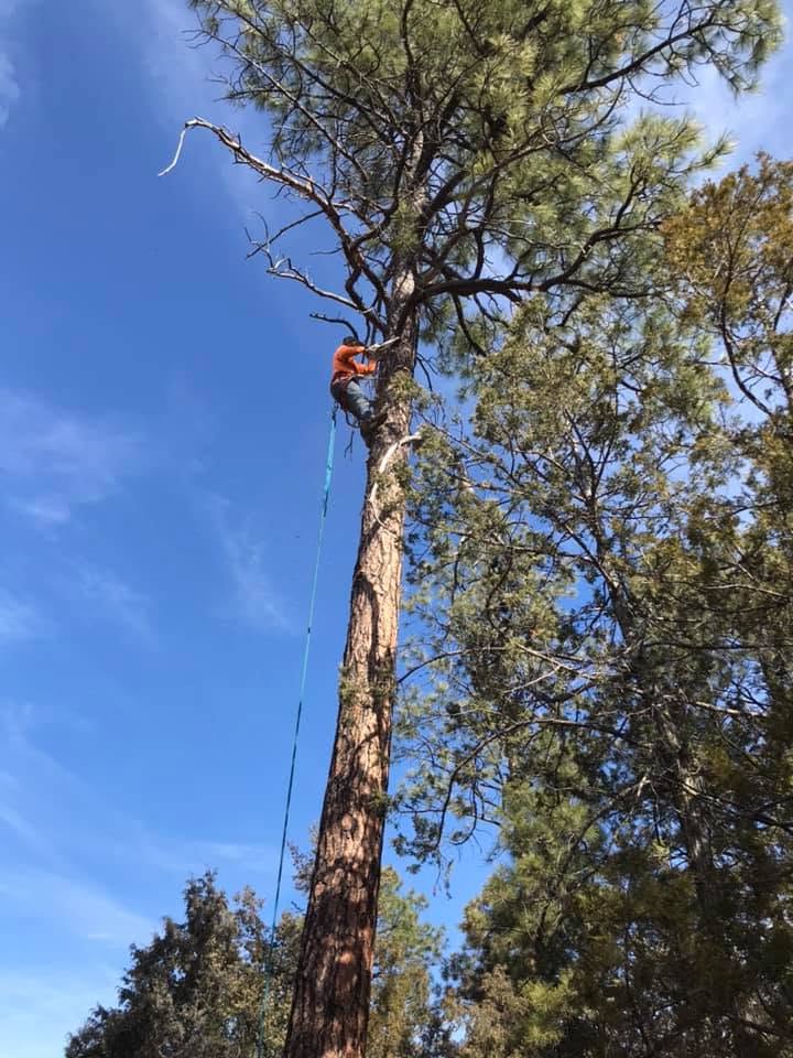 Tree climber high in a tall ponderosa pine against a bright blue Arizona sky